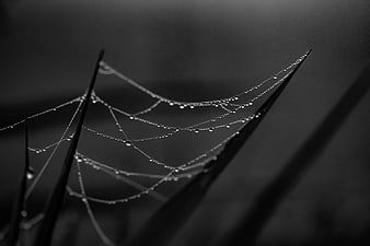Black and white macro of dew drops on spider web