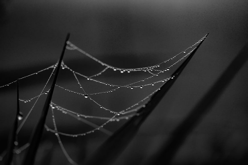 Black and white macro of dew drops on spider web