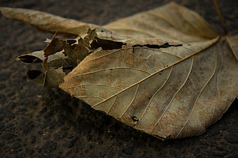 Close-up of Withered Brown Leaf on Dark Ground
