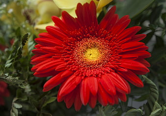 Vibrant Red Gerbera Daisy Close-Up with Yellow Center