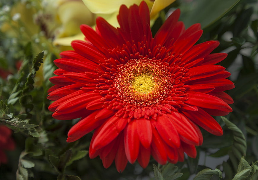 Vibrant Red Gerbera Daisy Close-Up with Yellow Center