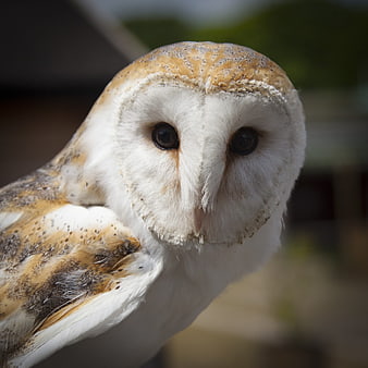 Close-up portrait of a barn owl with heart-shaped face