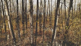 Dense Wetland Forest with Bare Trees and Water