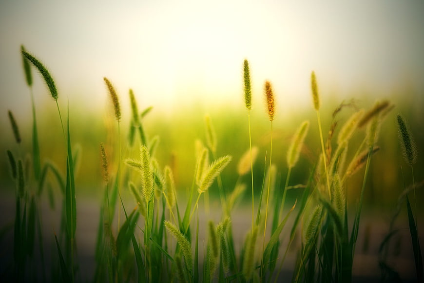 Backlit Green Grass and Grain Stalks in Summer Field