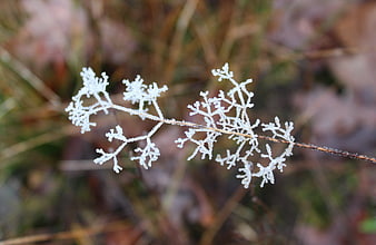 Frosty plant stem with intricate ice crystals on blurred background