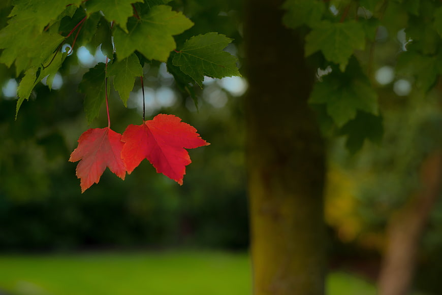 Red maple leaves hanging from a green tree branch in a park