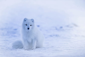 Arctic Fox Sitting in Snowy Winter Landscape