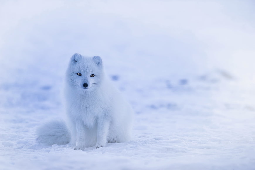 Arctic Fox Sitting in Snowy Winter Landscape