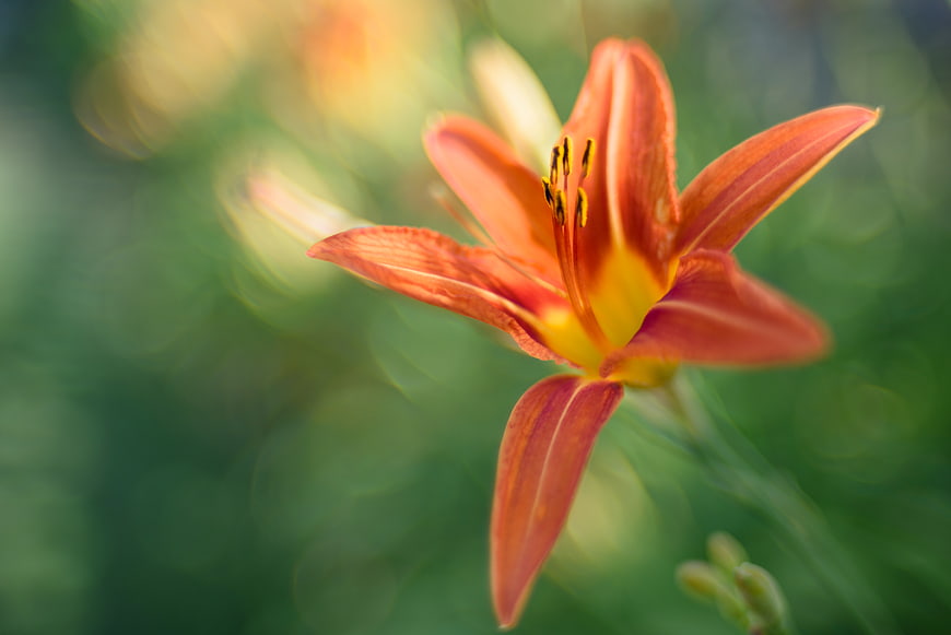 Close-up of Orange Daylily Flower with Green Bokeh Background