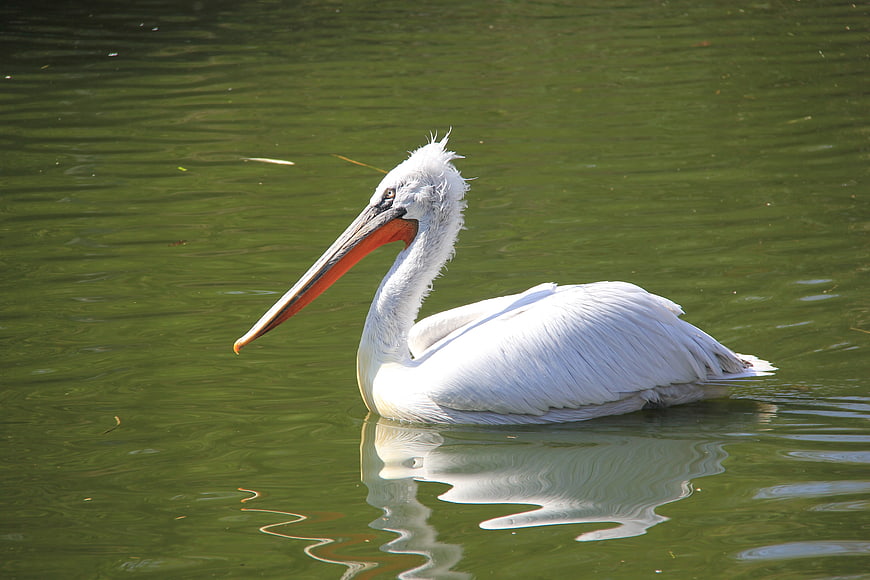 White Pelican Swimming in Green Lake Water