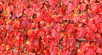Vibrant red autumn ivy leaves on brick wall texture