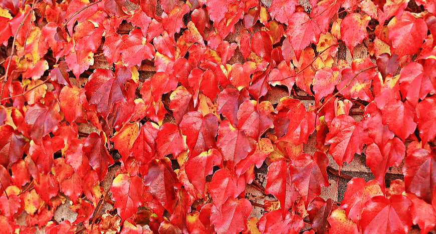 Vibrant red autumn ivy leaves on brick wall texture