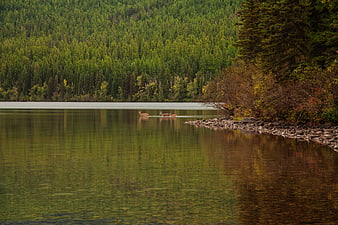 Deer swimming across a calm lake in autumn forest