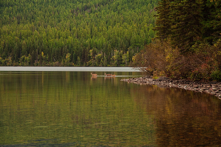 Deer swimming across a calm lake in autumn forest