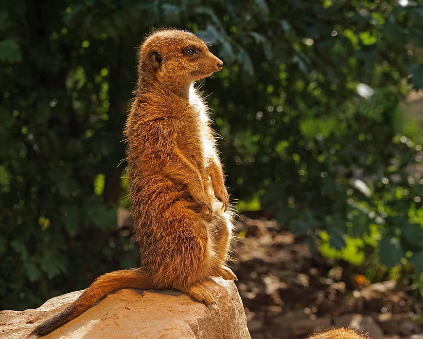 Meerkat Standing Alert on Rock in Sunlight