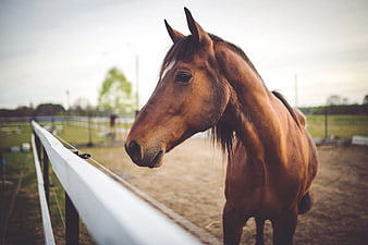 Brown Horse Standing by White Fence in Pasture