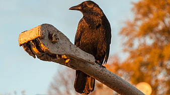 Black Crow Perched on Concrete Post in Golden Hour Light