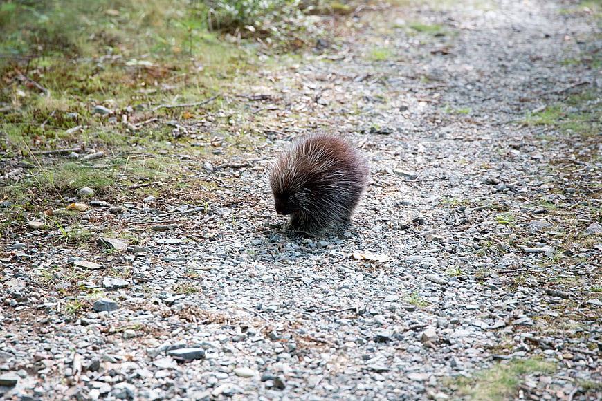 Porcupine Walking on Gravel Path in Forest