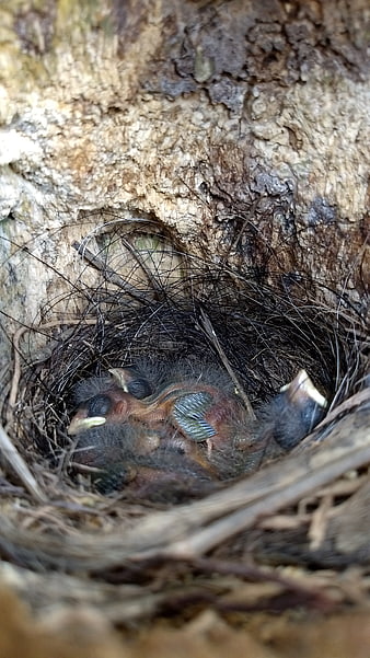 Baby birds in a nest inside a tree hollow