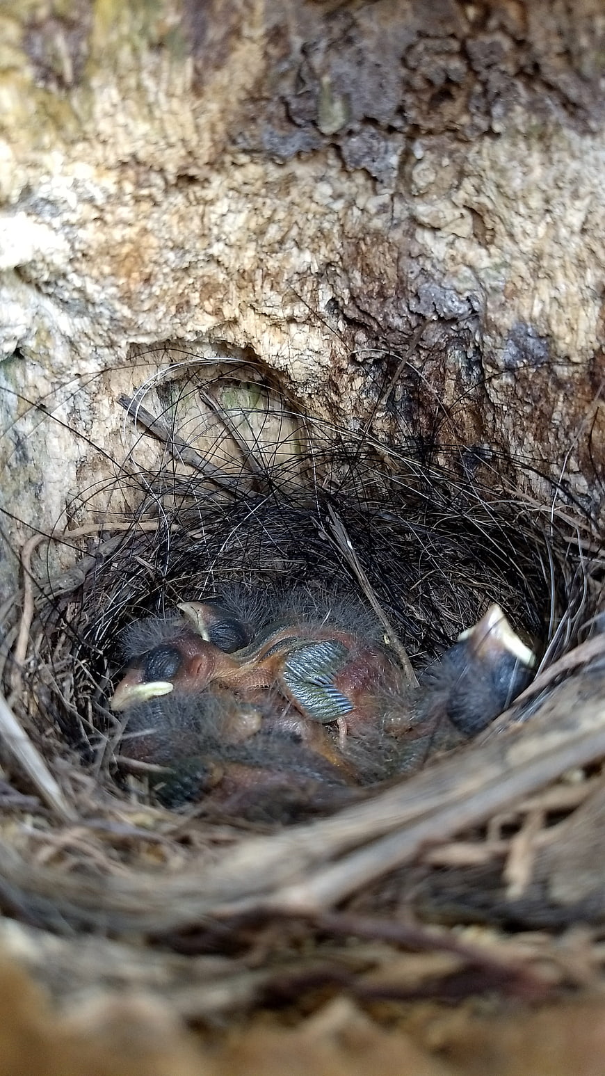 Baby birds in a nest inside a tree hollow