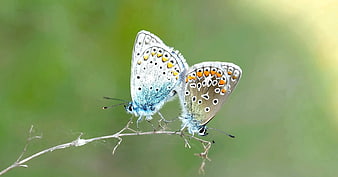 Two Blue Butterflies Mating on a Twig