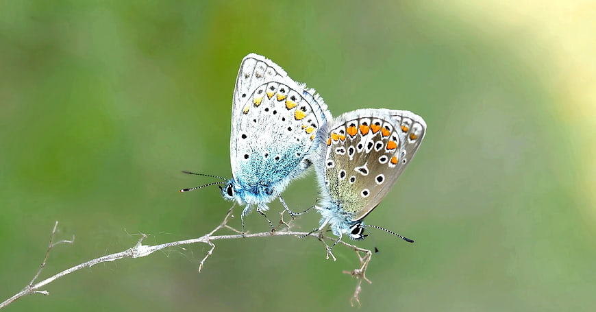 Two Blue Butterflies Mating on a Twig