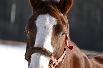 Close-up Portrait of Brown Horse with White Blaze in Winter
