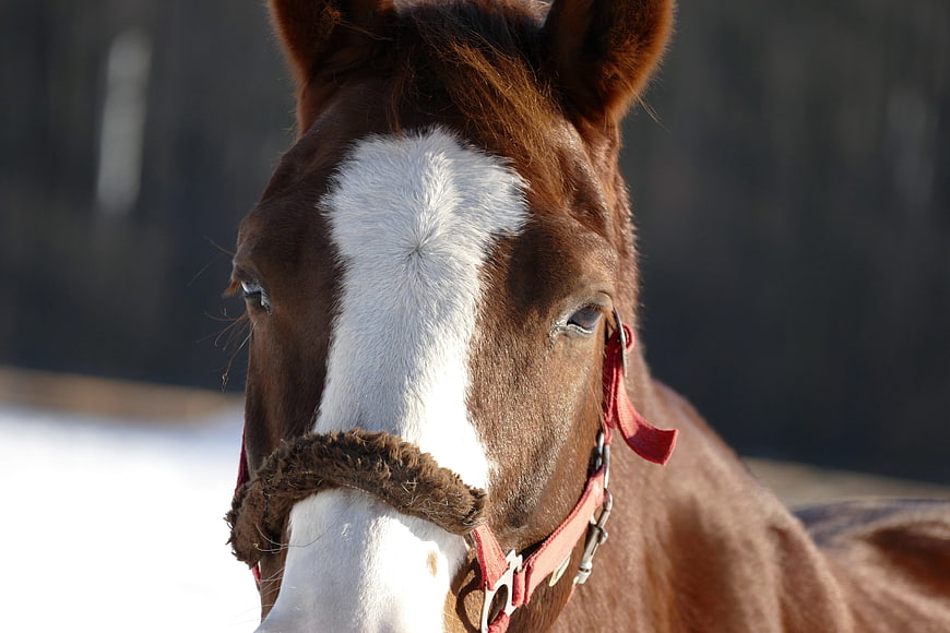 Close-up Portrait of Brown Horse with White Blaze in Winter