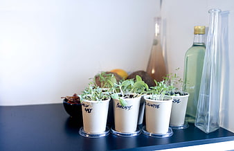 Small herb seedlings in labeled white cups on a kitchen counter