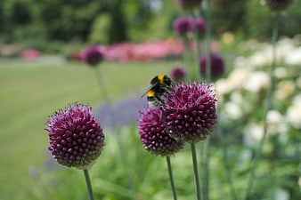 Bumblebee Pollinating Purple Allium Flower in Garden