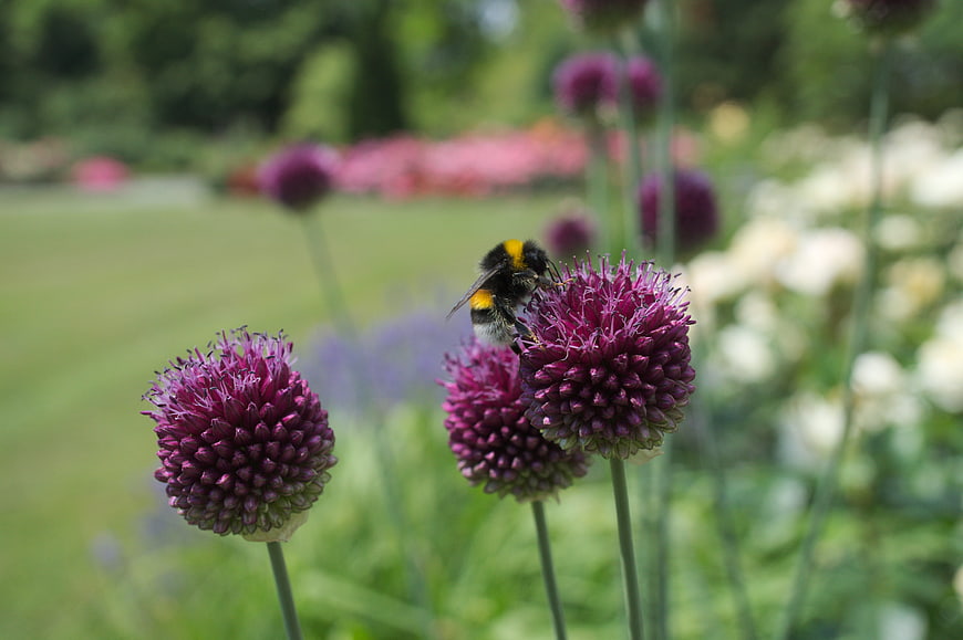 Bumblebee Pollinating Purple Allium Flower in Garden