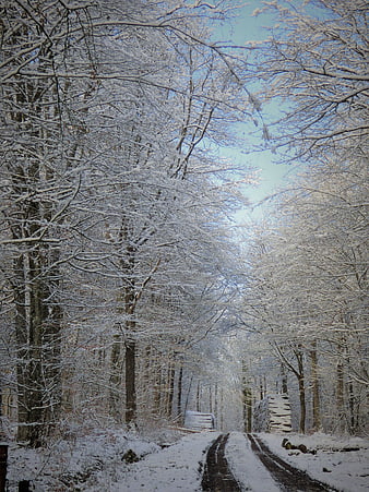 Snow-covered forest path with tire tracks and blue sky