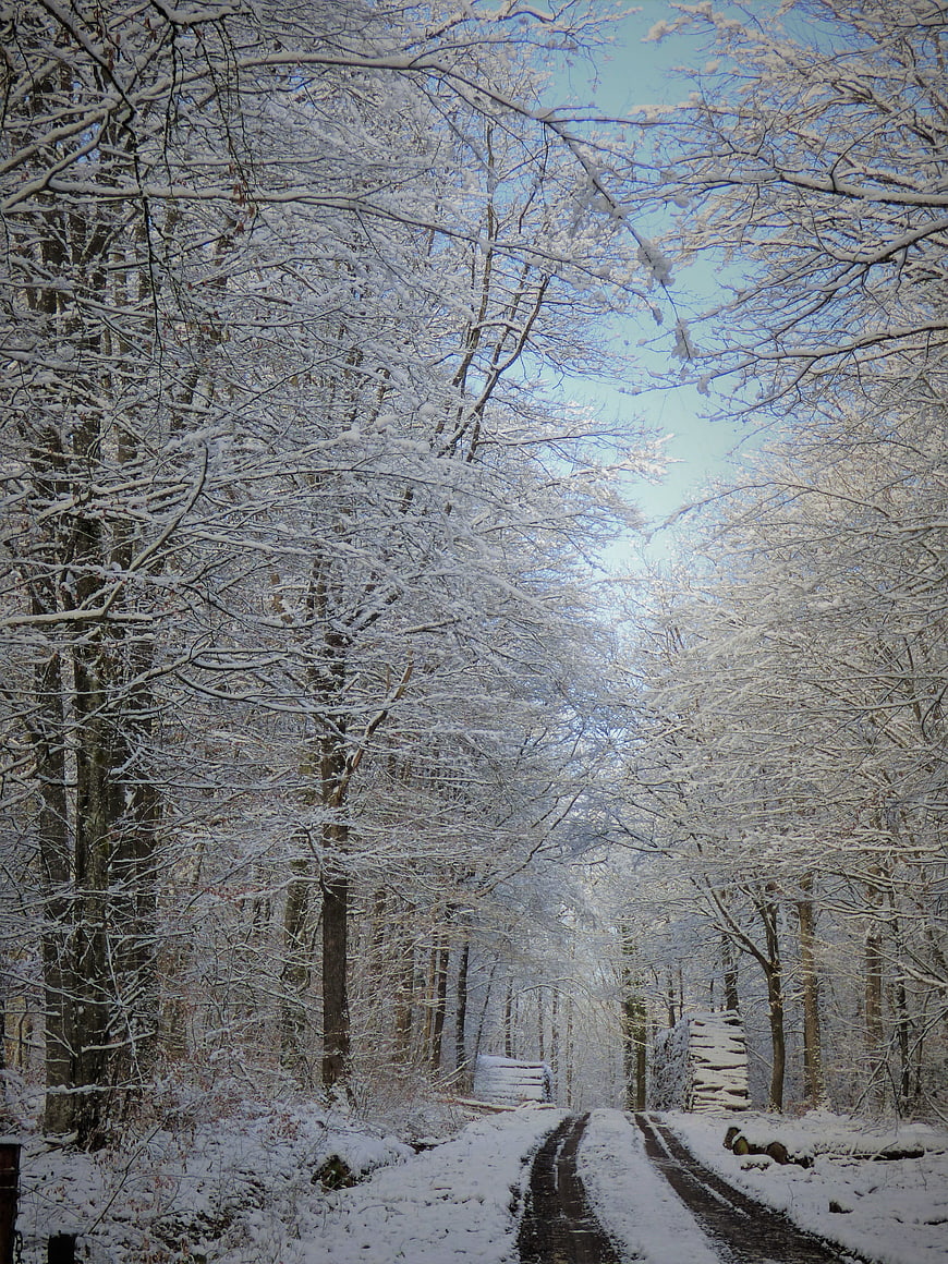 Snow-covered forest path with tire tracks and blue sky