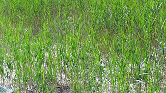 Green reeds growing in shallow water wetland