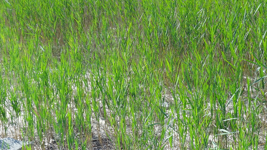 Green reeds growing in shallow water wetland