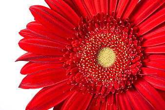 Close-up of a vibrant red gerbera daisy on white background