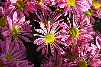Close-up of vibrant pink and white striped chrysanthemums