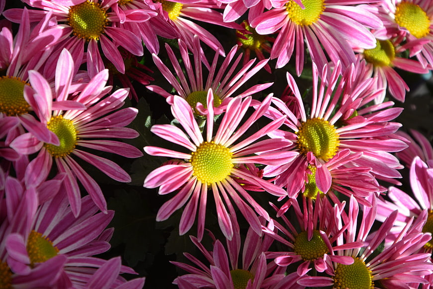 Close-up of vibrant pink and white striped chrysanthemums