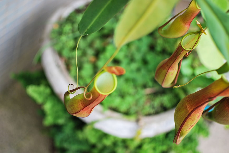 Close-up of exotic pitcher plant hanging in a garden pot
