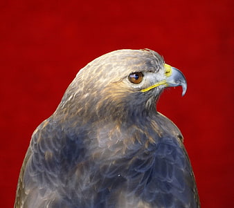 Close-up portrait of a hawk head against red background