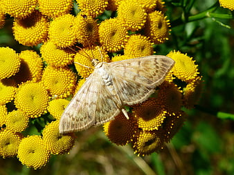 Close-up of a moth on yellow tansy flowers in a garden