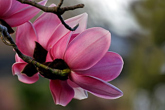 Close-up of vibrant pink magnolia flower on branch