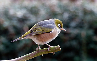 Red-eyed Vireo perched on a branch in nature