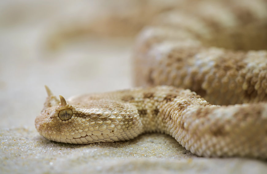 Close-up of a Horned Viper on Sand