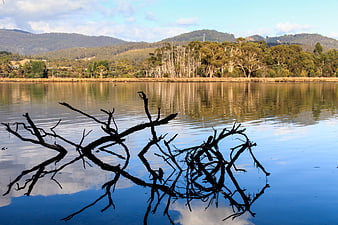 Silhouette of Dead Branches in Calm Lake Water with Forest Hills