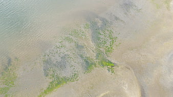 Aerial view of green algae on sandy beach at low tide