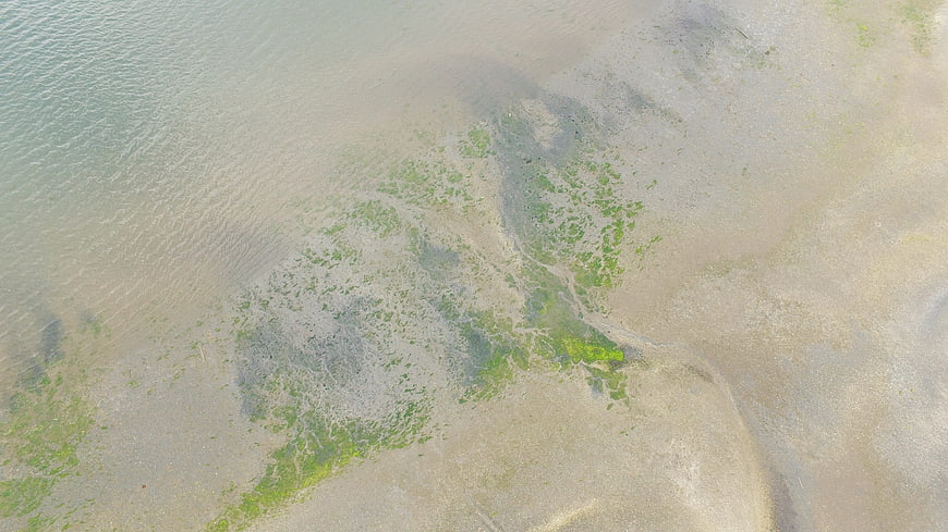 Aerial view of green algae on sandy beach at low tide
