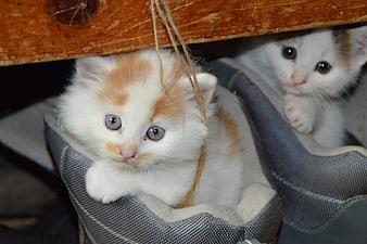Two cute kittens hiding inside a pair of grey shoes