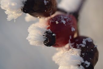 Close-up of frozen red berries covered in snow and ice crystals