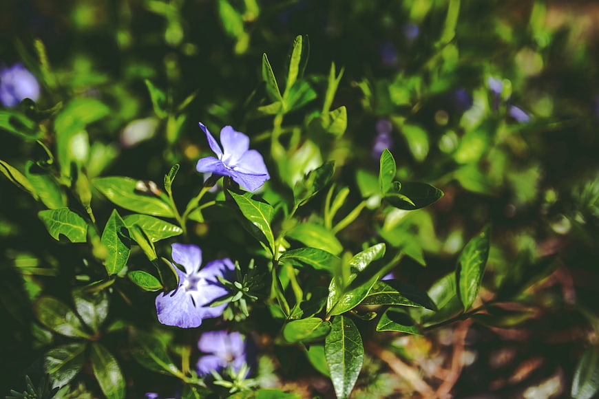 Close-up of purple periwinkle flowers with green leaves